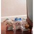 Chiikawa Pyjama Series Dolls (4)